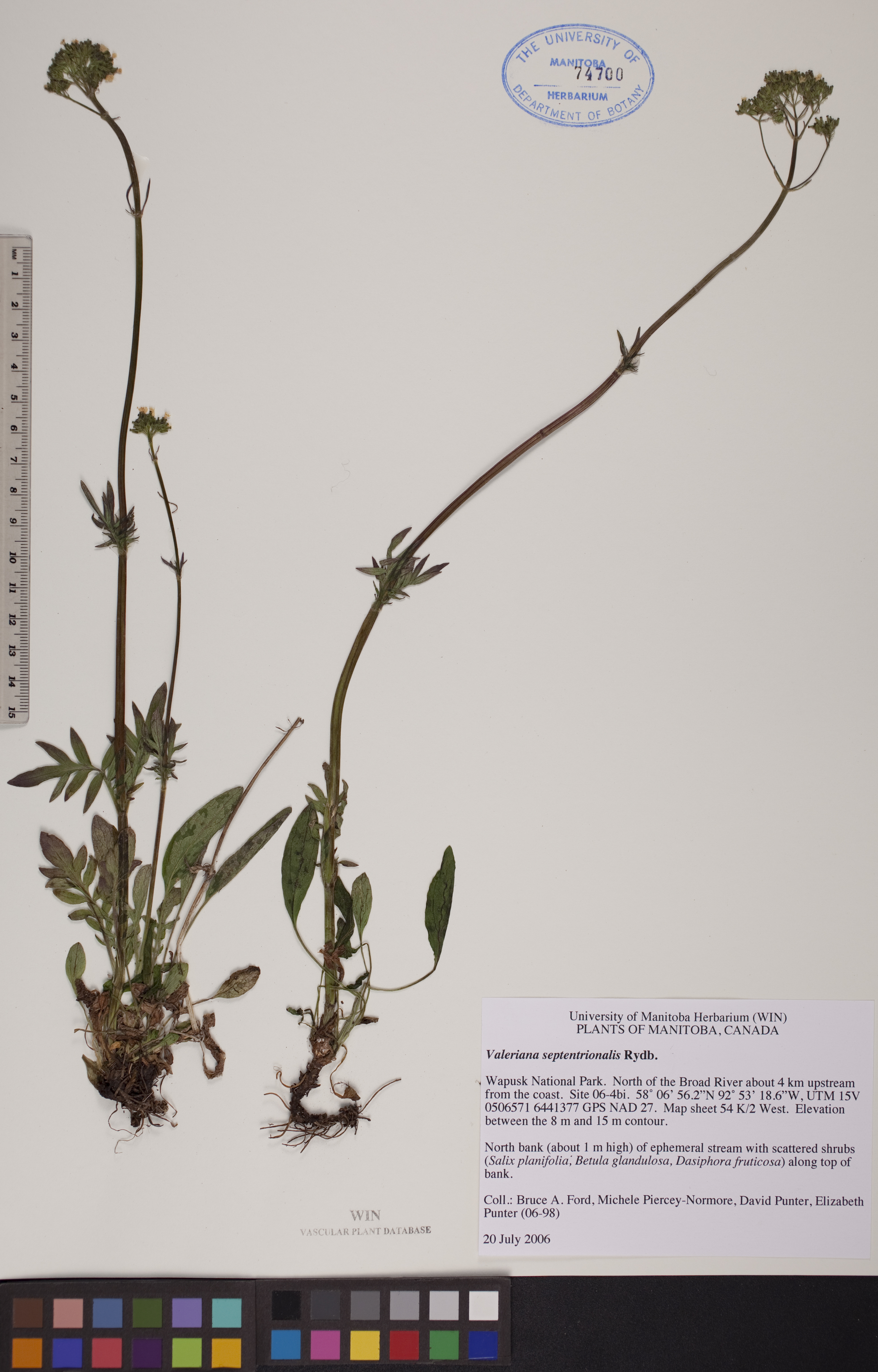 Valeriana septentrionalis image